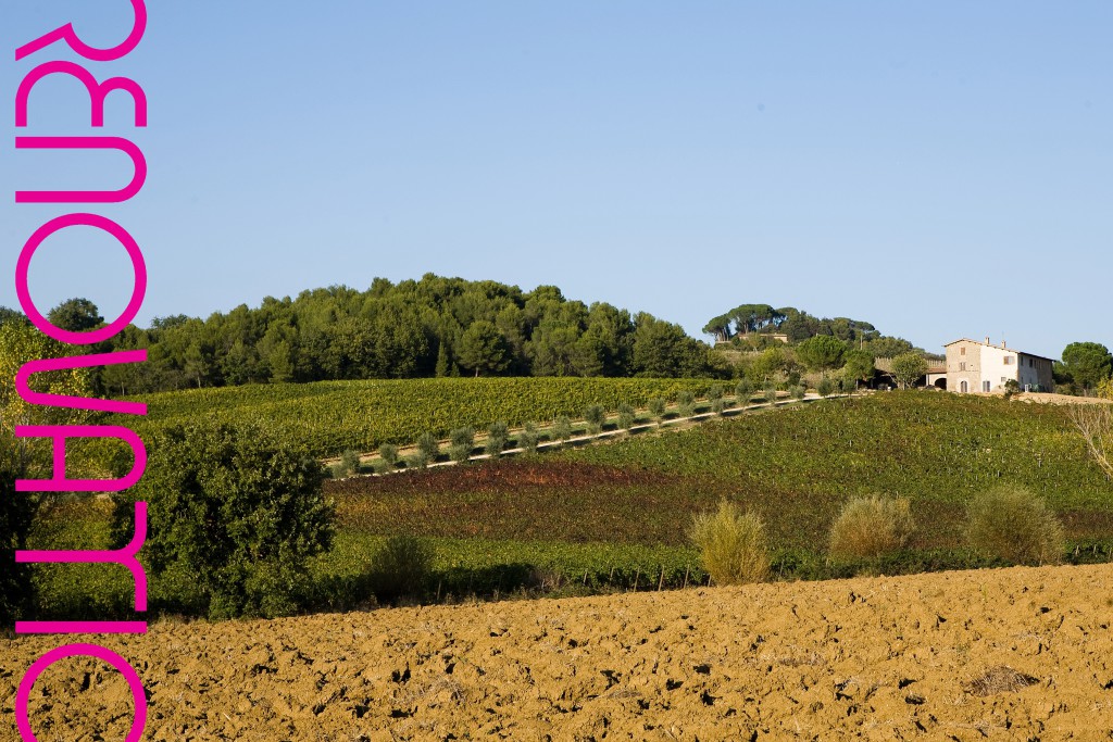 Bodega, viñedos y cantina 'Terre Margaritelli' en Miralduolo di Torgiano, Perugia, Italia